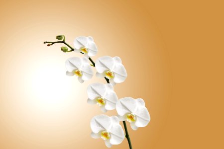 Flower Flowering Plant Branch Petal