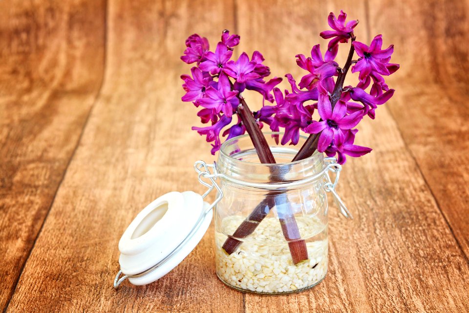 Flower Purple Lilac Violet