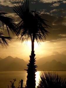 Sky Palm Tree Arecales Borassus Flabellifer photo