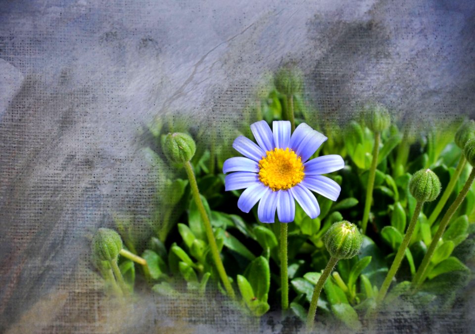 Flower Plant Flora Daisy