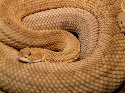 Snake Scaled Reptile Reptile Serpent
