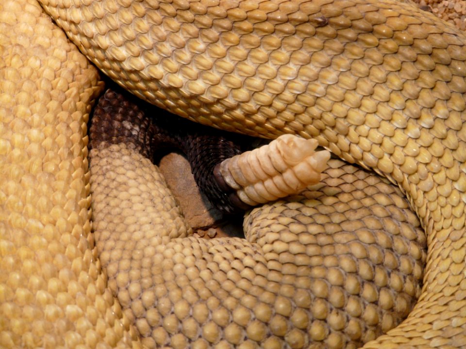 Snake Scaled Reptile Vertebrate Reptile