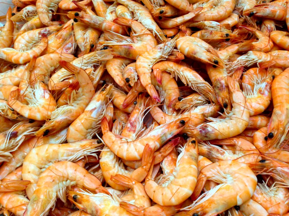 Shrimp Seafood Dendrobranchiata Caridean Shrimp