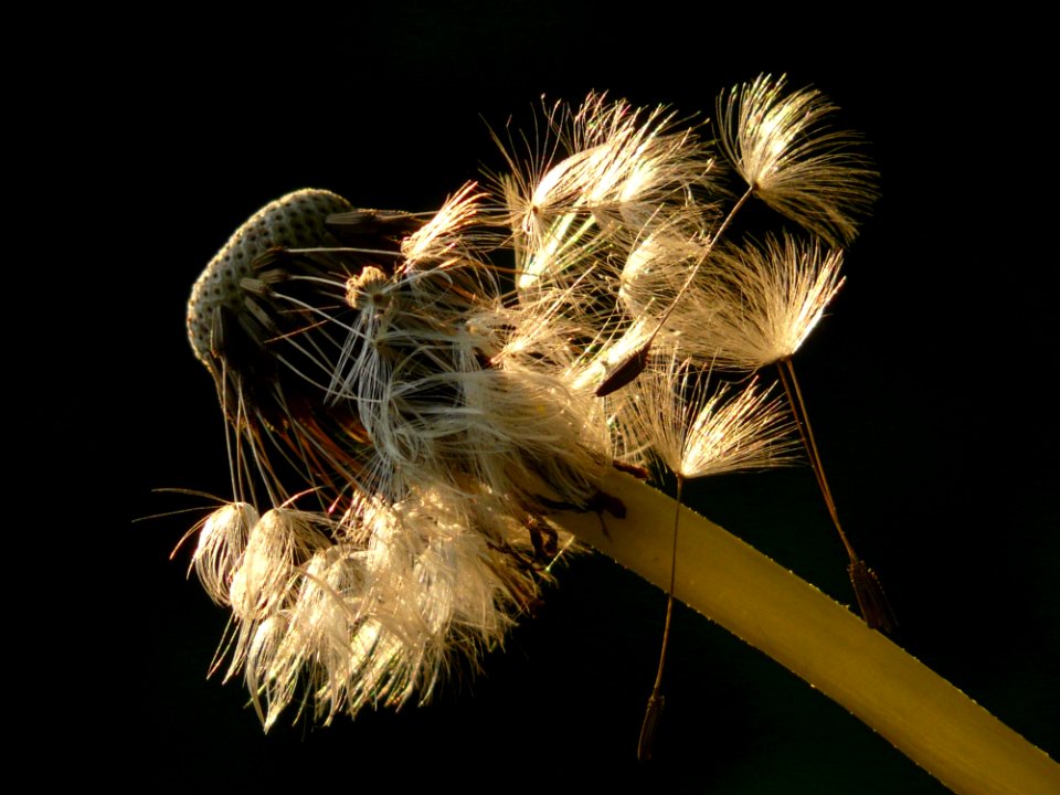 Close Up Macro Photography Plant Insect