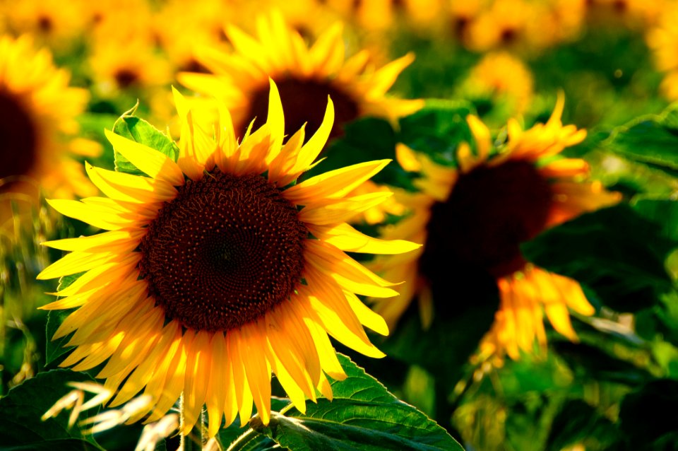 Sunflower Flower Yellow Sunflower Seed