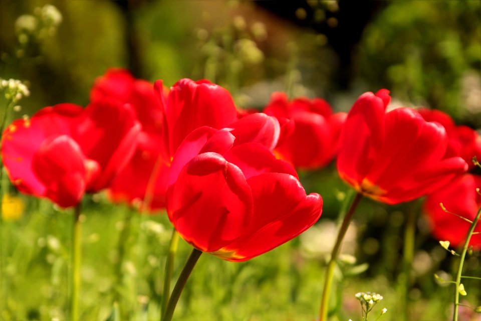 Flower Wildflower Plant Flowering Plant