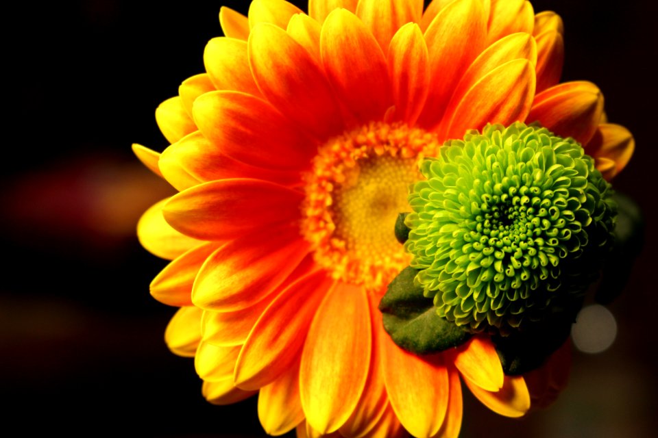 Flower Yellow Gerbera Close Up