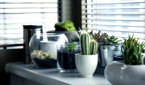 Plant Flowerpot Cactus Houseplant photo