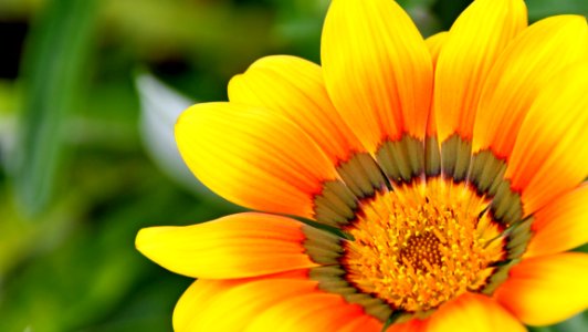 Flower Yellow Flora Close Up