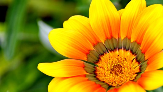 Flower Yellow Flora Close Up photo