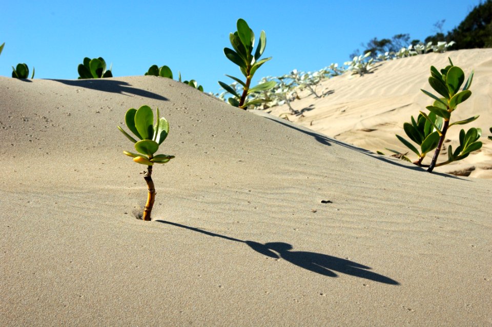 Sand Aeolian Landform Singing Sand Dune
