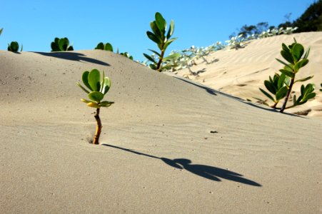 Sand Aeolian Landform Singing Sand Dune photo