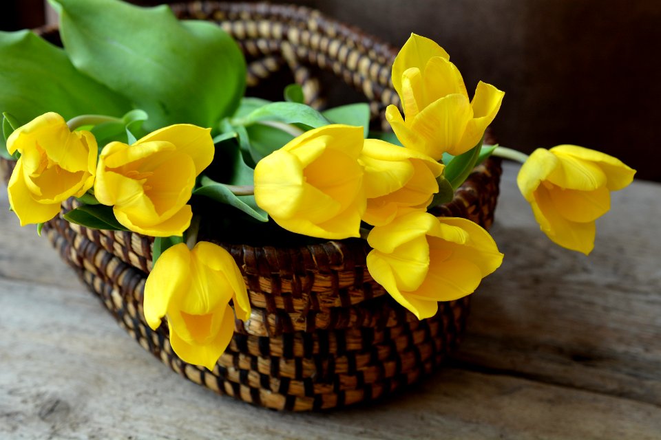 Yellow Flower Flowerpot Floristry