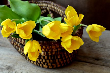 Yellow Flower Flowerpot Floristry photo