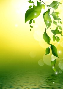 Green Water Leaf Branch
