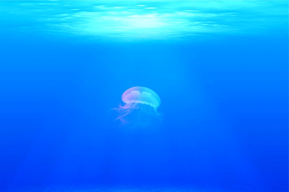 Jellyfish Cnidaria Marine Invertebrates Sea