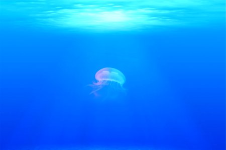 Jellyfish Cnidaria Marine Invertebrates Sea photo