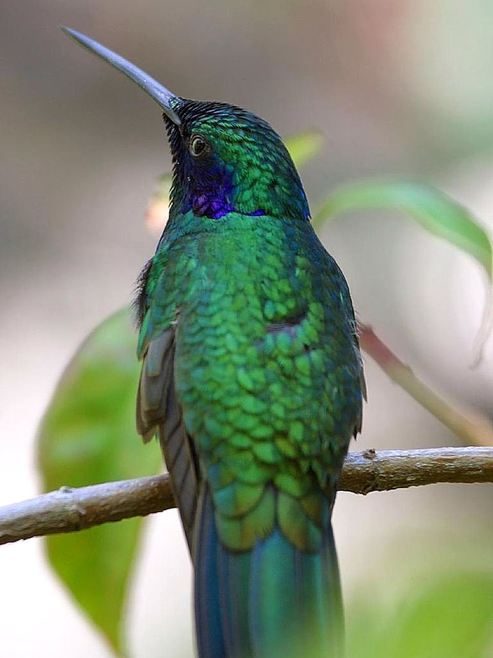 Birds animals fauna