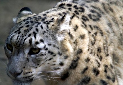 Leopard Terrestrial Animal Wildlife Snow Leopard