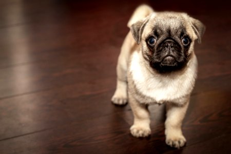 Dog Pug Dog Like Mammal Dog Breed