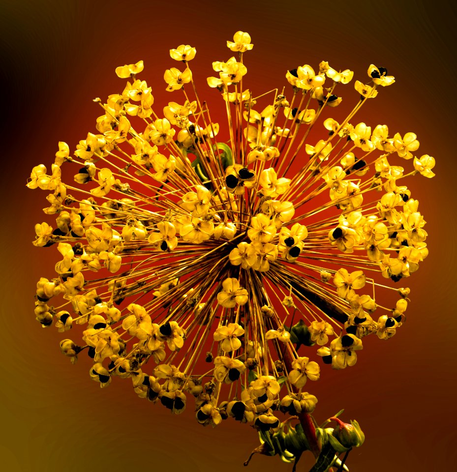 Yellow Flora Flower Plant