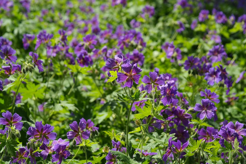 Plant flower violet