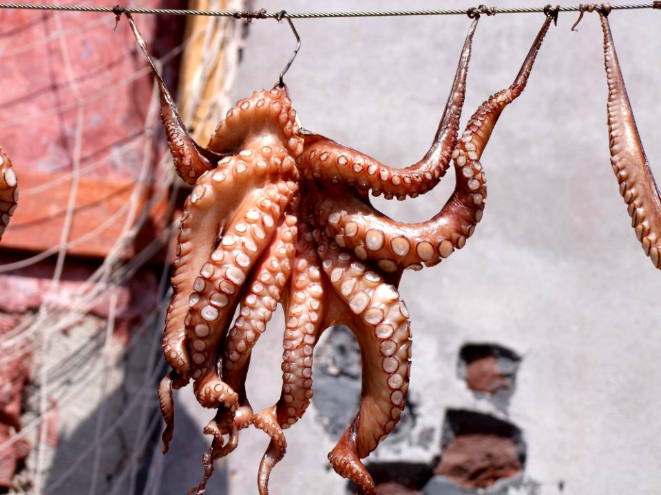 Octopus Cephalopod Invertebrate Marine Invertebrates