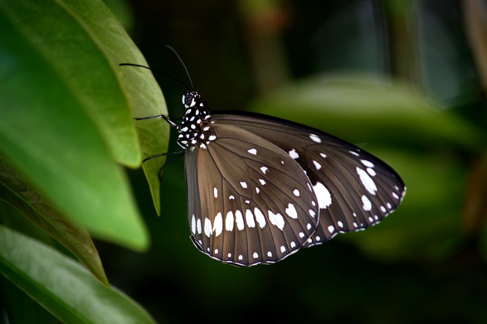 Butterfly Moths And Butterflies Insect Brush Footed Butterfly