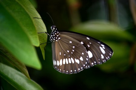 Butterfly Moths And Butterflies Insect Brush Footed Butterfly