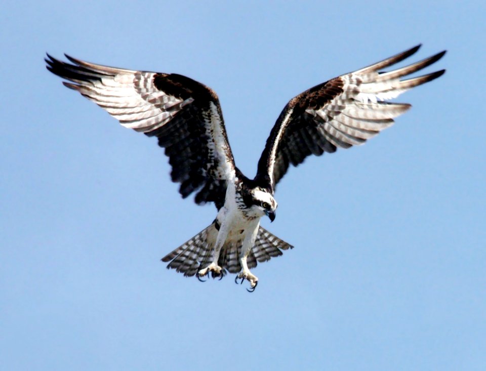 Accipitriformes Bird Bird Of Prey Fauna