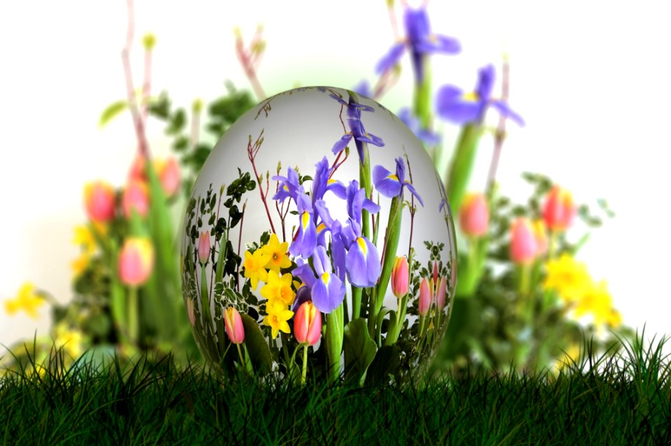 Flower Plant Grass Spring