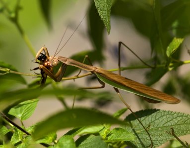 Insect Invertebrate Damselfly Fauna
