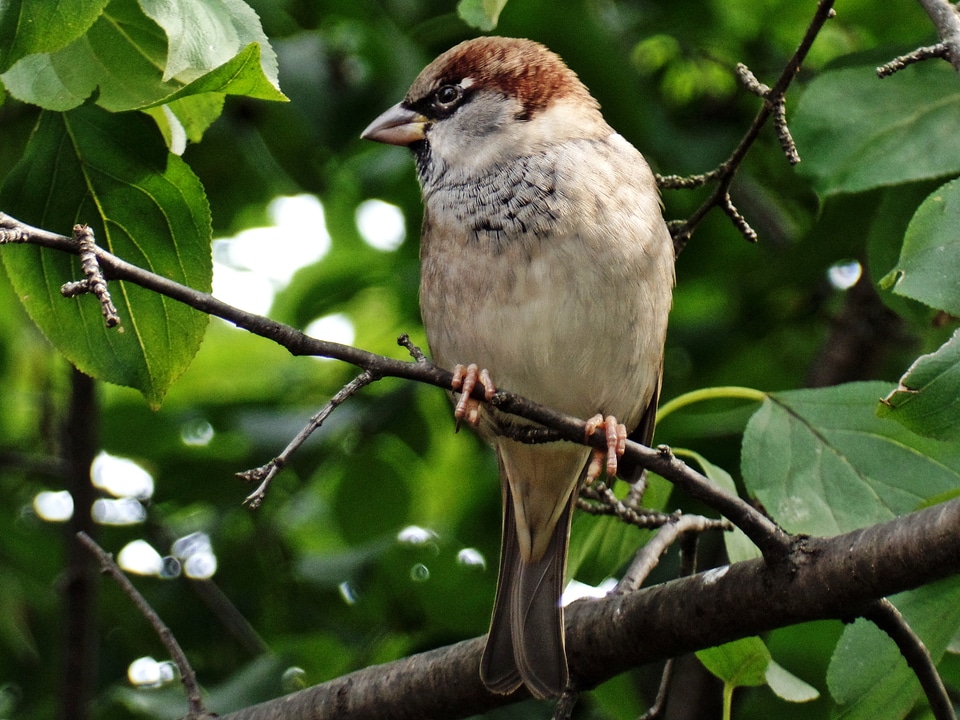 Feather plumage tree