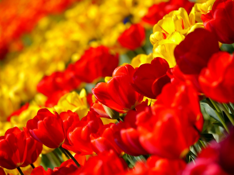 Flower Flowering Plant Yellow Tulip
