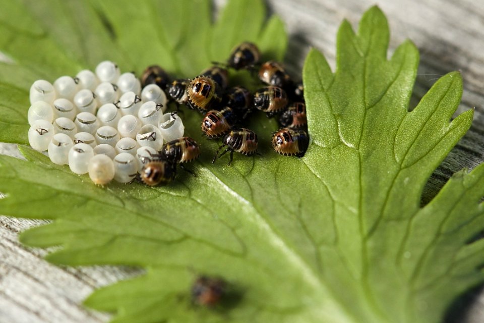 Insect Organism Macro Photography Invertebrate