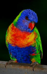 Bird Beak Lorikeet Parrot