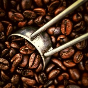 Cocoa Bean Caffeine Jamaican Blue Mountain Coffee Coffee