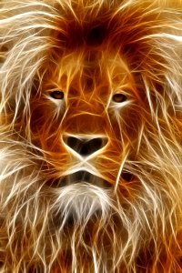 Wildlife Lion Mammal Whiskers photo