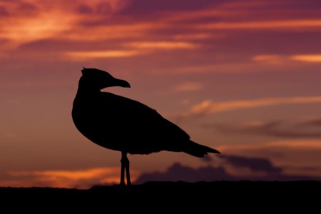 Sky Beak Seabird Bird photo