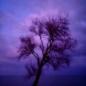 Bare Tree In Purple Landscape
