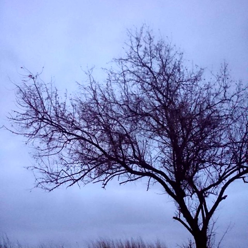 Sky Branch Tree Winter
