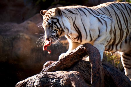 A Tiger Getting Lunch