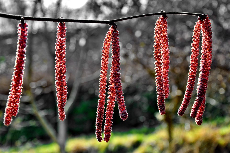 Flora Spring Plant Stem Branch