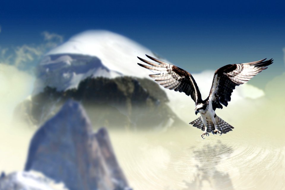 Sky Bird Of Prey Eagle Bird