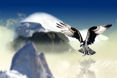 Sky Bird Of Prey Eagle Bird photo