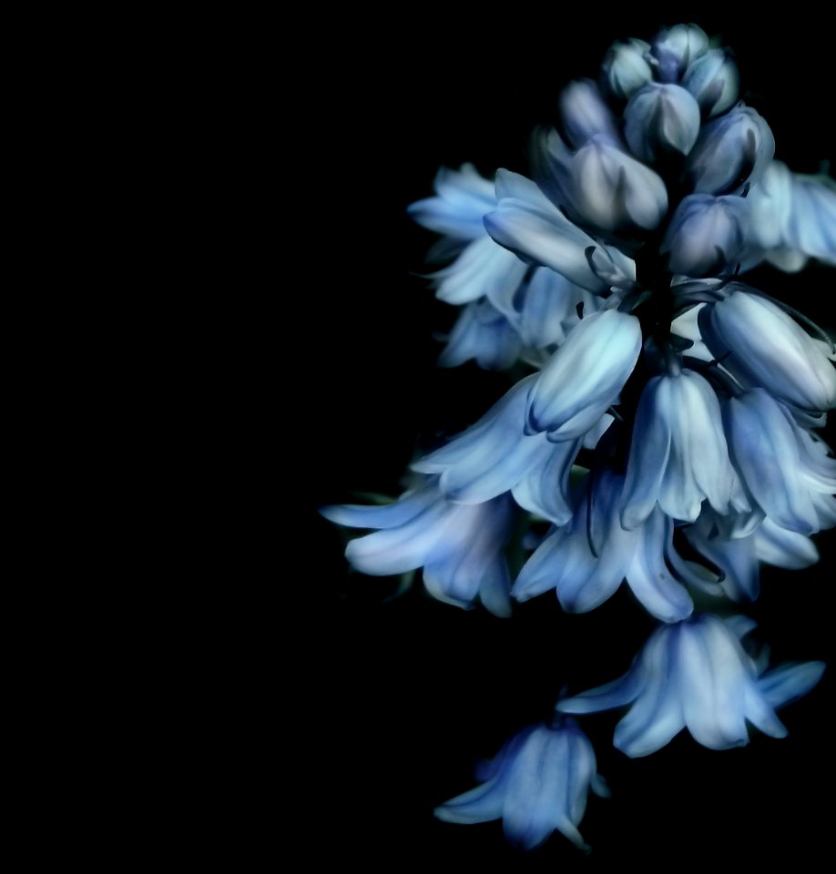 Flower Blue Plant Flora