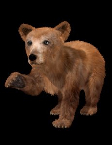 Brown Bear Bear Mammal Grizzly Bear