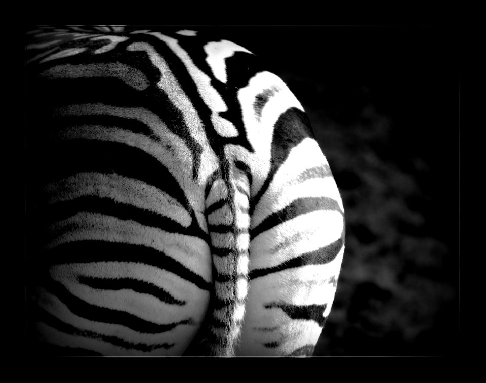White Black Black And White Mammal