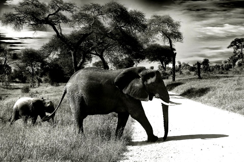 Elephants And Mammoths Elephant Wildlife Terrestrial Animal