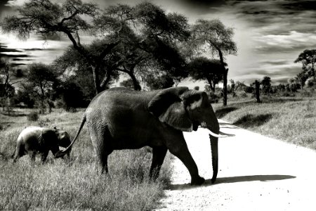 Elephants And Mammoths Elephant Wildlife Terrestrial Animal